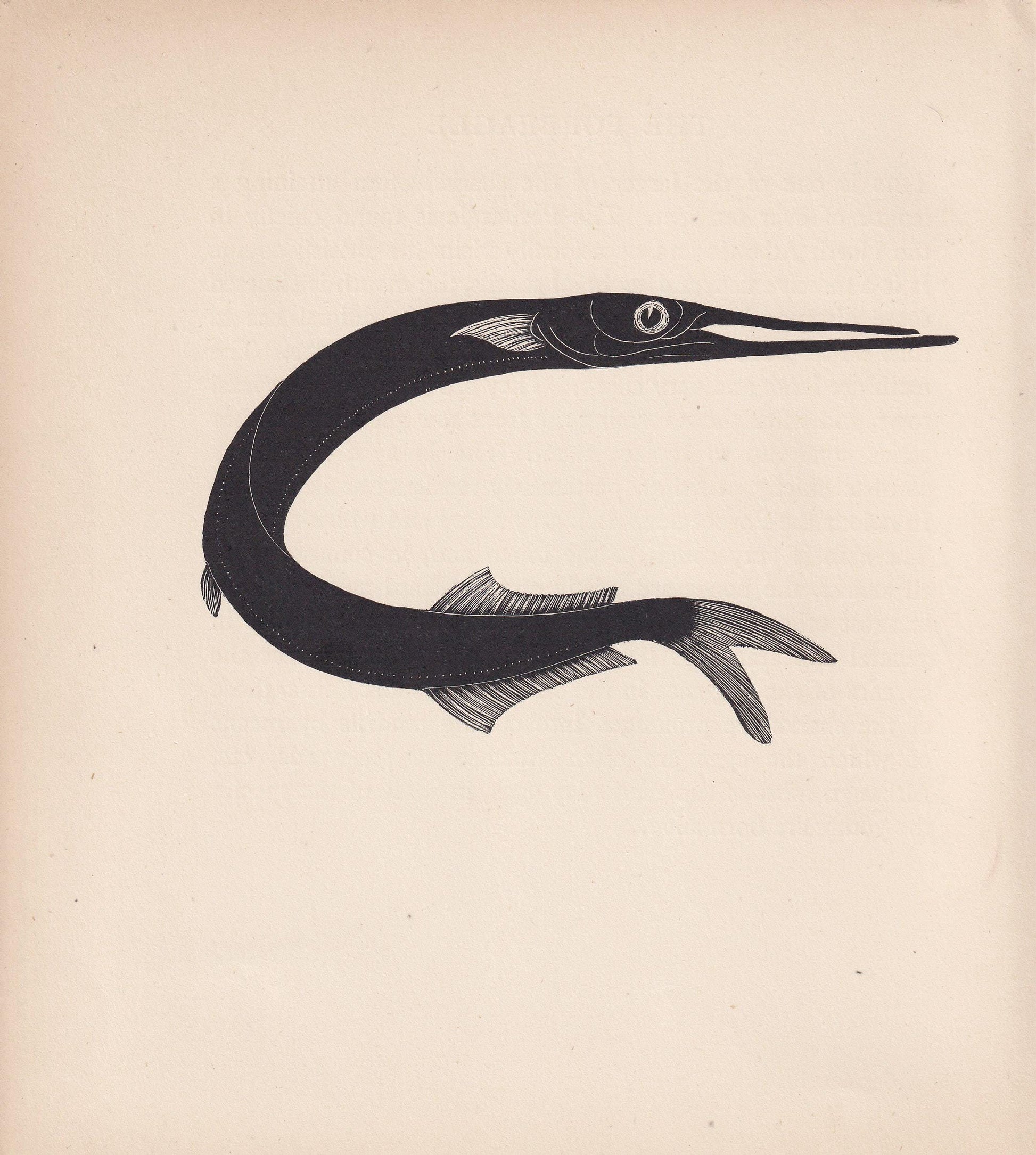 1929 GARFISH Fish Print Wood Engraving - Shark Wall Art - Sea Life Print - Antique Animal Print - Sea Decor - 8 x 7.25 Inches