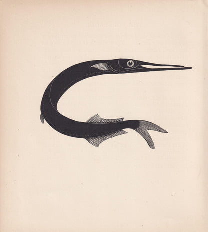 1929 GARFISH Fish Print Wood Engraving - Shark Wall Art - Sea Life Print - Antique Animal Print - Sea Decor - 8 x 7.25 Inches