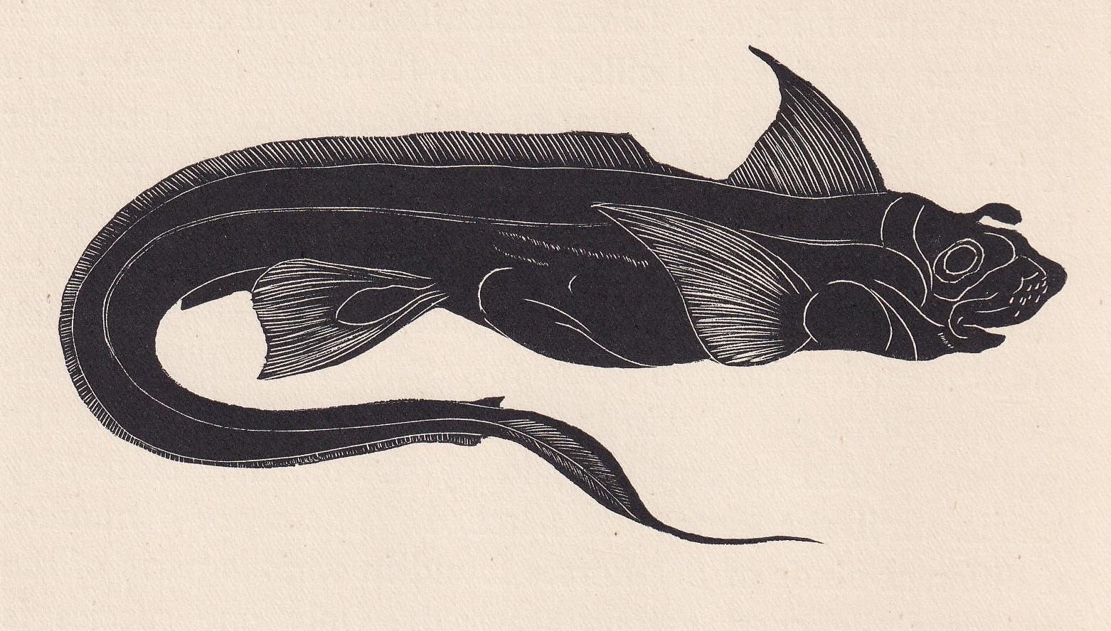 1929 RABBITFISH Fish Print Wood Engraving - Fish Wall Art - Sea Life Print - Antique Animal Print - Sea Decor - 8 x 7.25 Inches