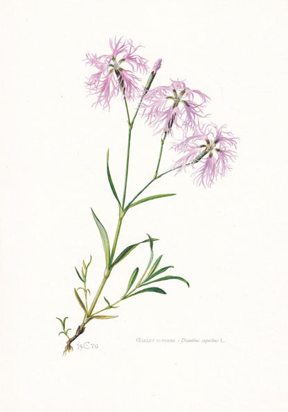 1974 FRINGED PINK Print - Botanical Print - Flower Illustration - Plant Wall Art - Vintage Plant Print - 7.5 x 10.6 Inches