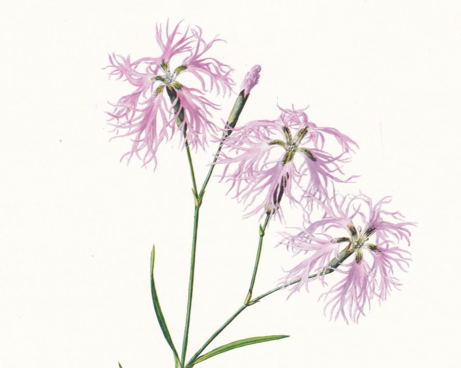 1974 FRINGED PINK Print - Botanical Print - Flower Illustration - Plant Wall Art - Vintage Plant Print - 7.5 x 10.6 Inches