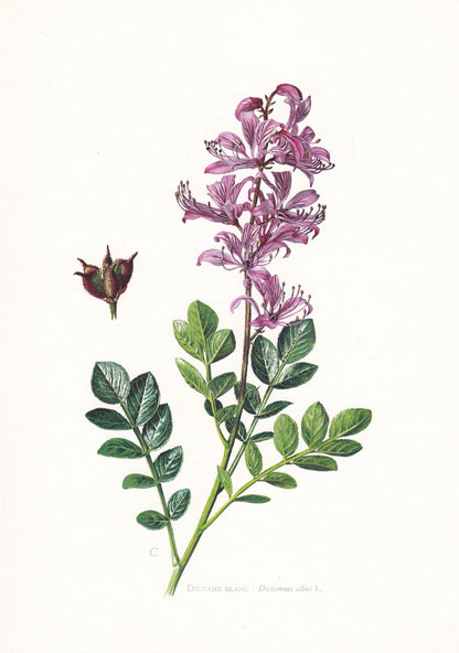 1974 BURNING BUSH Print - Botanical Print - Flower Illustration - Plant Wall Art - Vintage Plant Print - 7.5 x 10.6 Inches