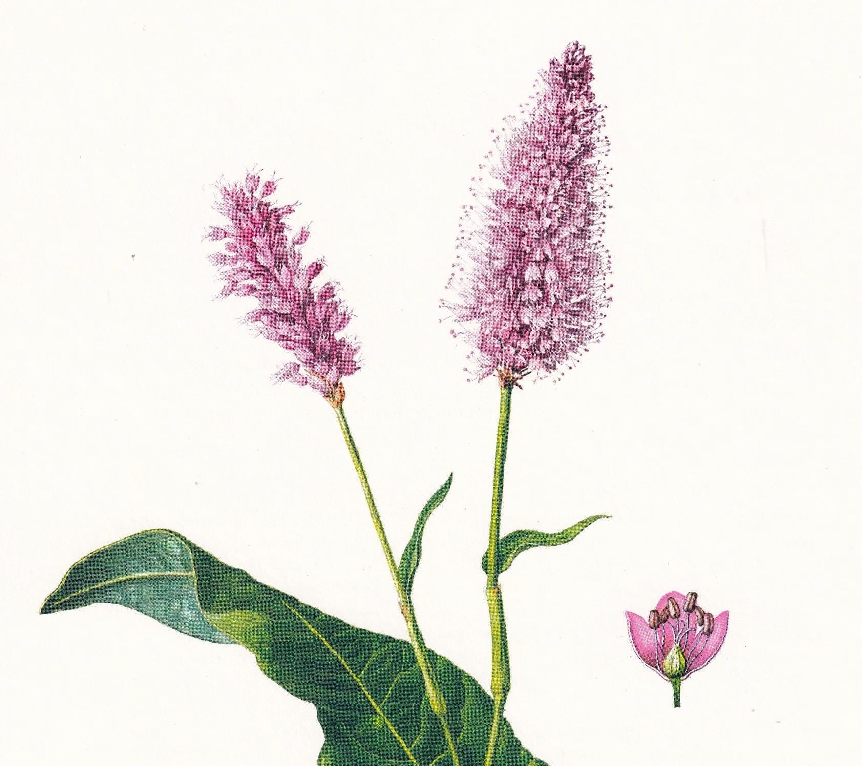 1974 MEADOW BISTORT Print - Botanical Print - Flower Illustration - Plant Wall Art - Vintage Plant Print - 7.5 x 10.6 Inches