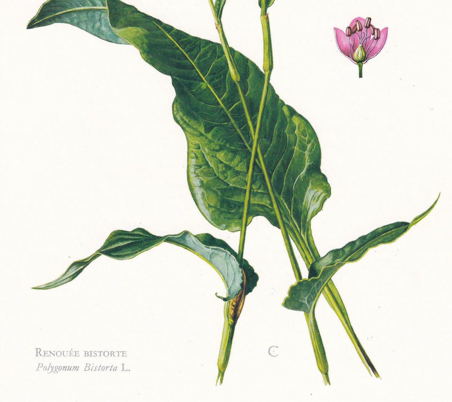 1974 MEADOW BISTORT Print - Botanical Print - Flower Illustration - Plant Wall Art - Vintage Plant Print - 7.5 x 10.6 Inches