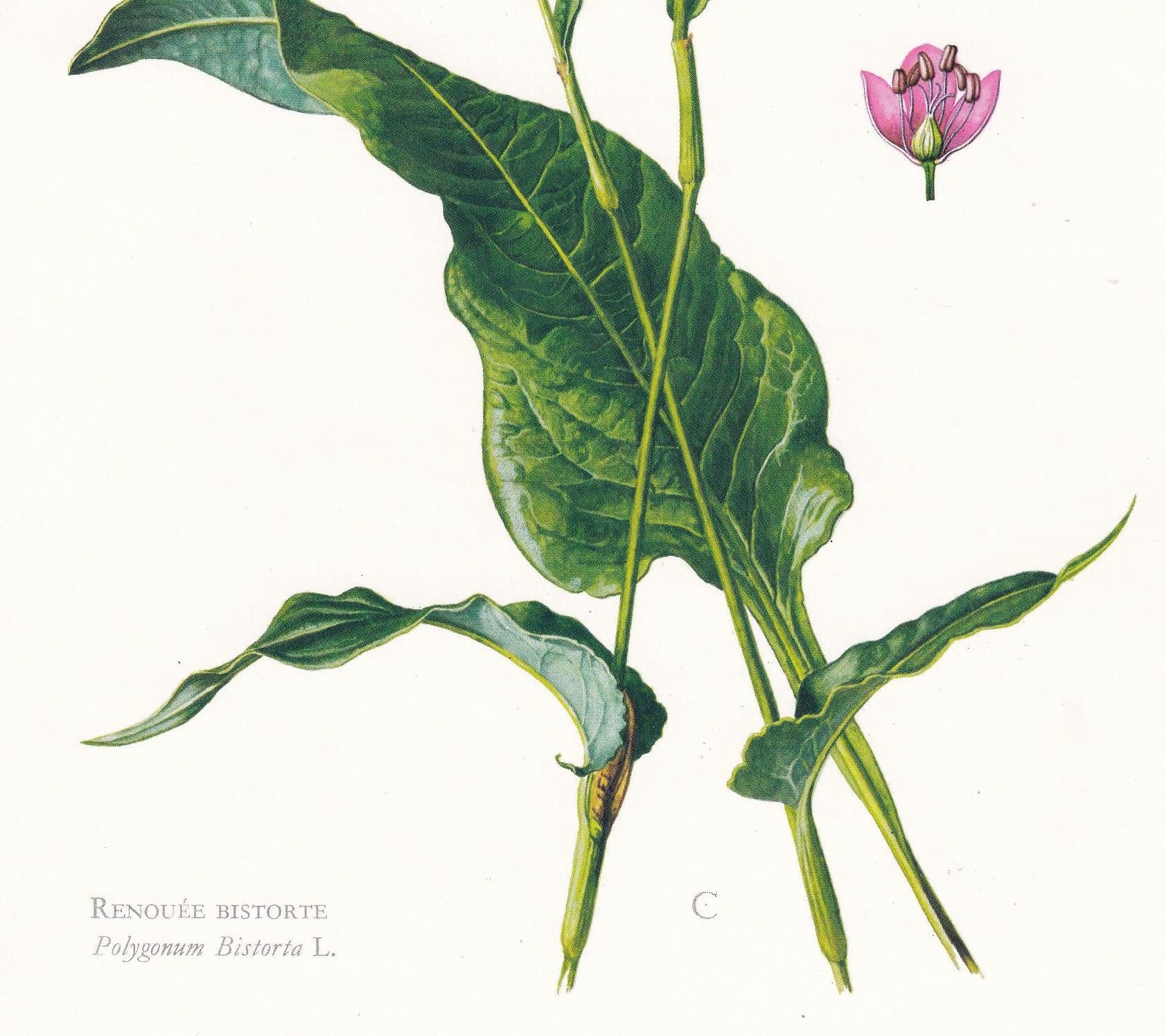 1974 MEADOW BISTORT Print - Botanical Print - Flower Illustration - Plant Wall Art - Vintage Plant Print - 7.5 x 10.6 Inches