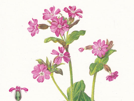 1974 RED CAMPION Print - Botanical Print - Flower Illustration - Plant Wall Art - Vintage Plant Print - 7.5 x 10.6 Inches
