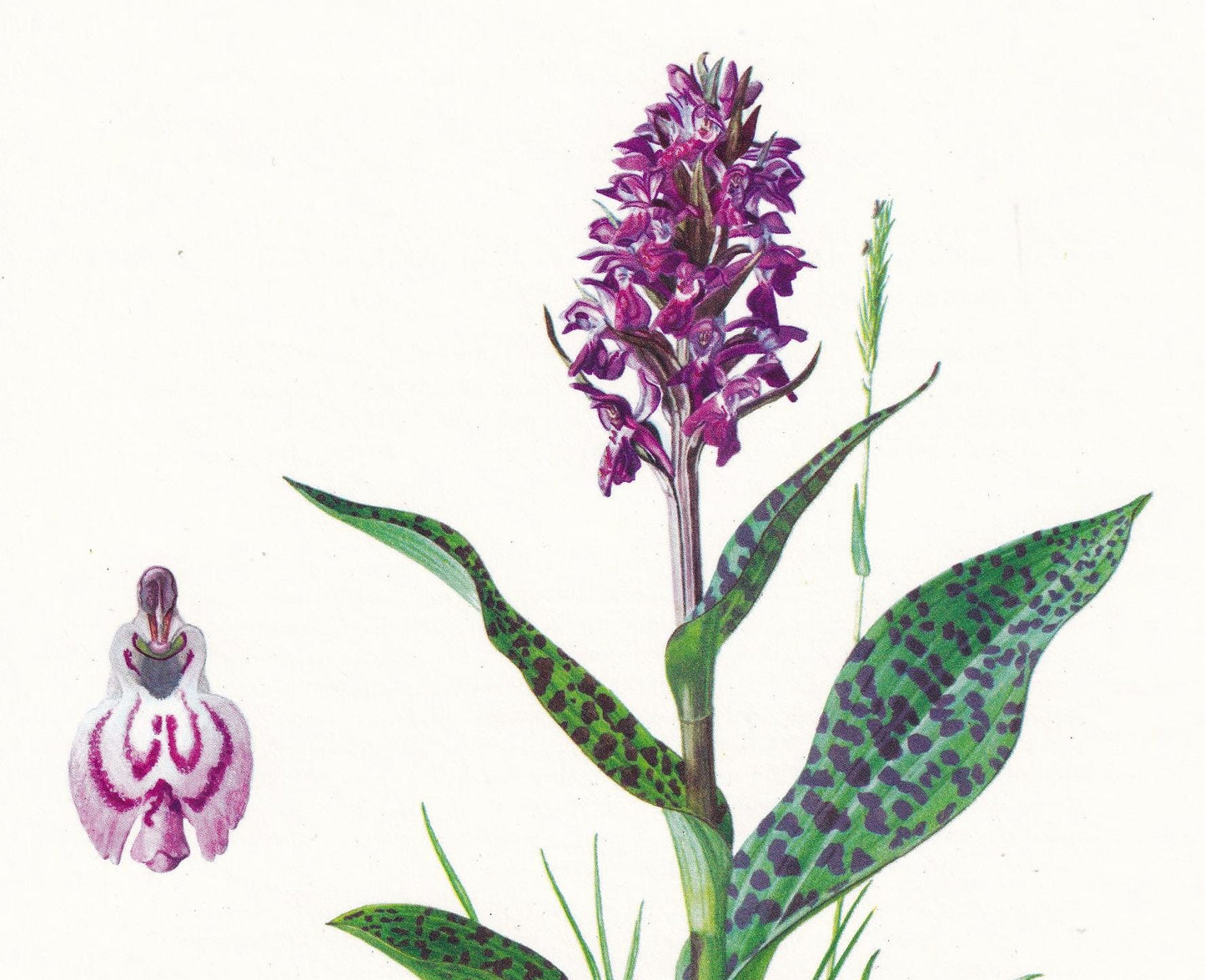 1974 MAN ORCHID Print - Botanical Print - Flower Illustration - Plant Wall Art - Vintage Plant Print - 7.5 x 10.6 Inches