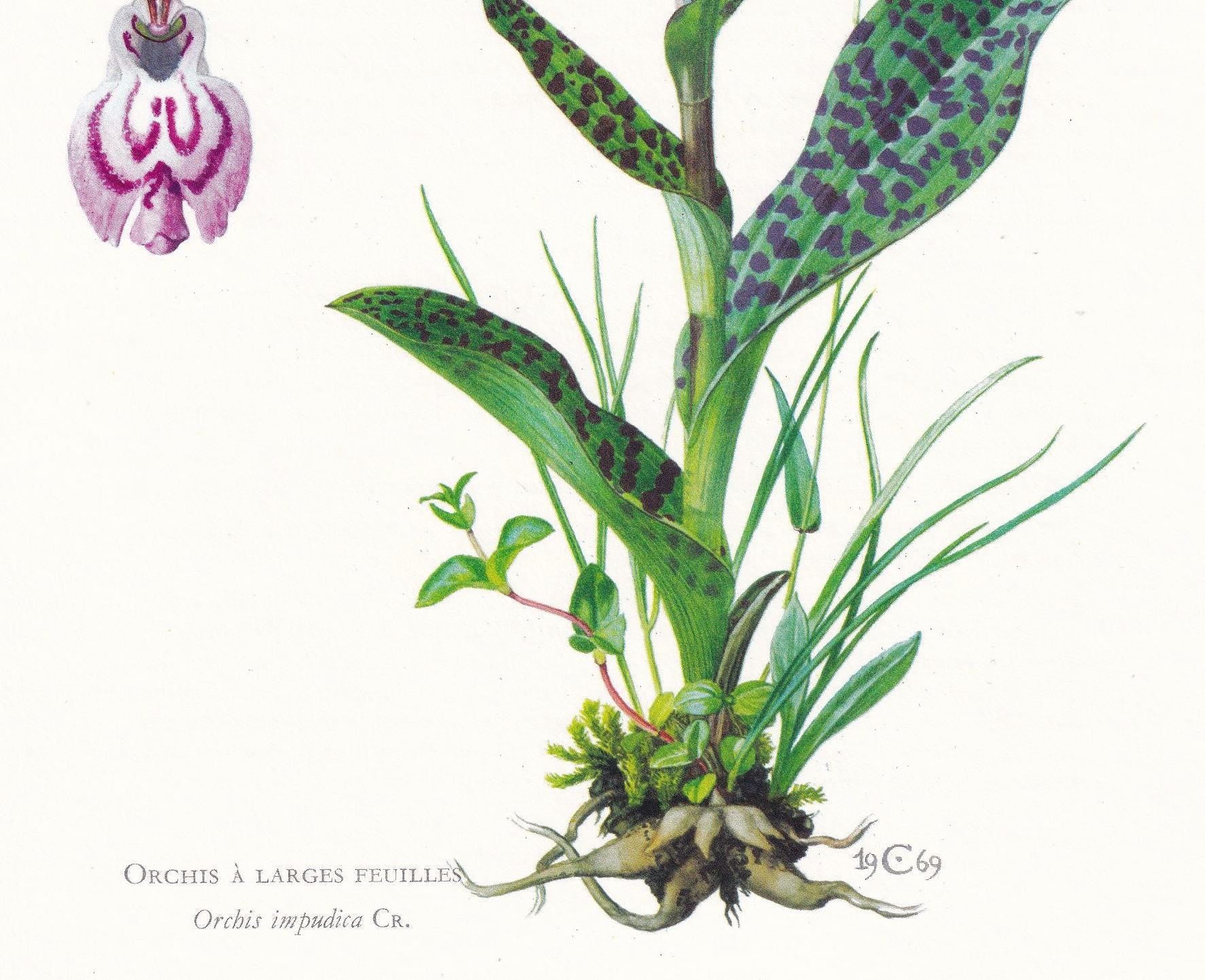 1974 MAN ORCHID Print - Botanical Print - Flower Illustration - Plant Wall Art - Vintage Plant Print - 7.5 x 10.6 Inches