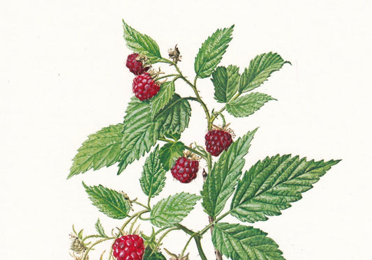 1974 RASPBERRY Print - Botanical Print - Flower Illustration - Plant Wall Art - Vintage Plant Print - 7.5 x 10.6 Inches
