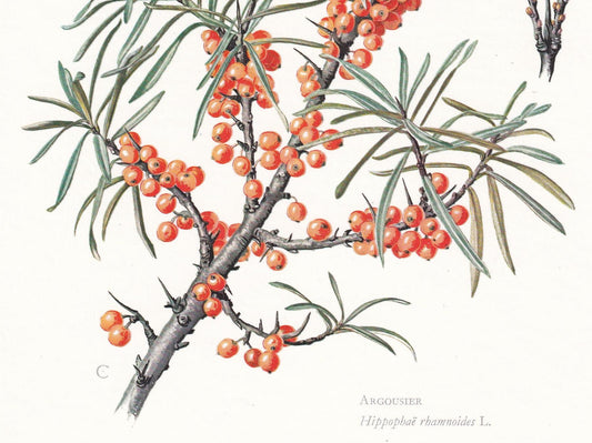 1974 SEA BUCKTHORN Print - Botanical Print - Flower Illustration - Plant Wall Art - Vintage Plant Print - 7.5 x 10.6 Inches
