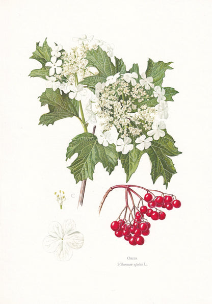 1974 GUELDER ROSE Print - Botanical Print - Flower Illustration - Plant Wall Art - Vintage Plant Print - 7.5 x 10.6 Inches