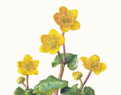 1974 MARSH MARIGOLD Print - Botanical Print - Flower Illustration - Plant Wall Art - Vintage Plant Print - 7.5 x 10.6 Inches