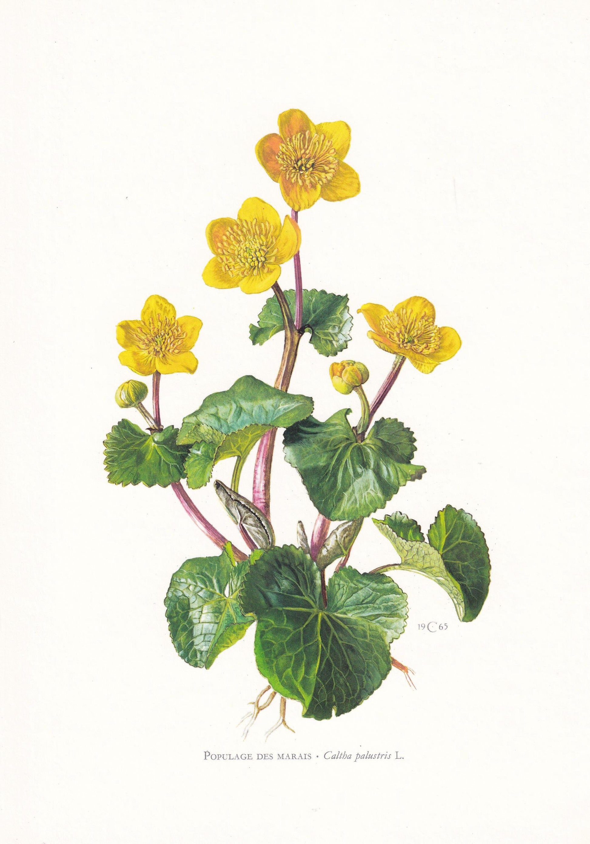1974 MARSH MARIGOLD Print - Botanical Print - Flower Illustration - Plant Wall Art - Vintage Plant Print - 7.5 x 10.6 Inches