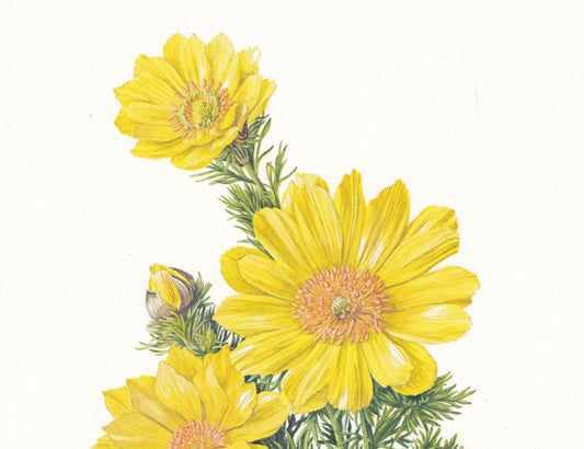 1974 PHEASANT'S-EYE Flower Print - Botanical Print - Flower Illustration - Plant Wall Art - Vintage Plant Print - 7.5 x 10.6 