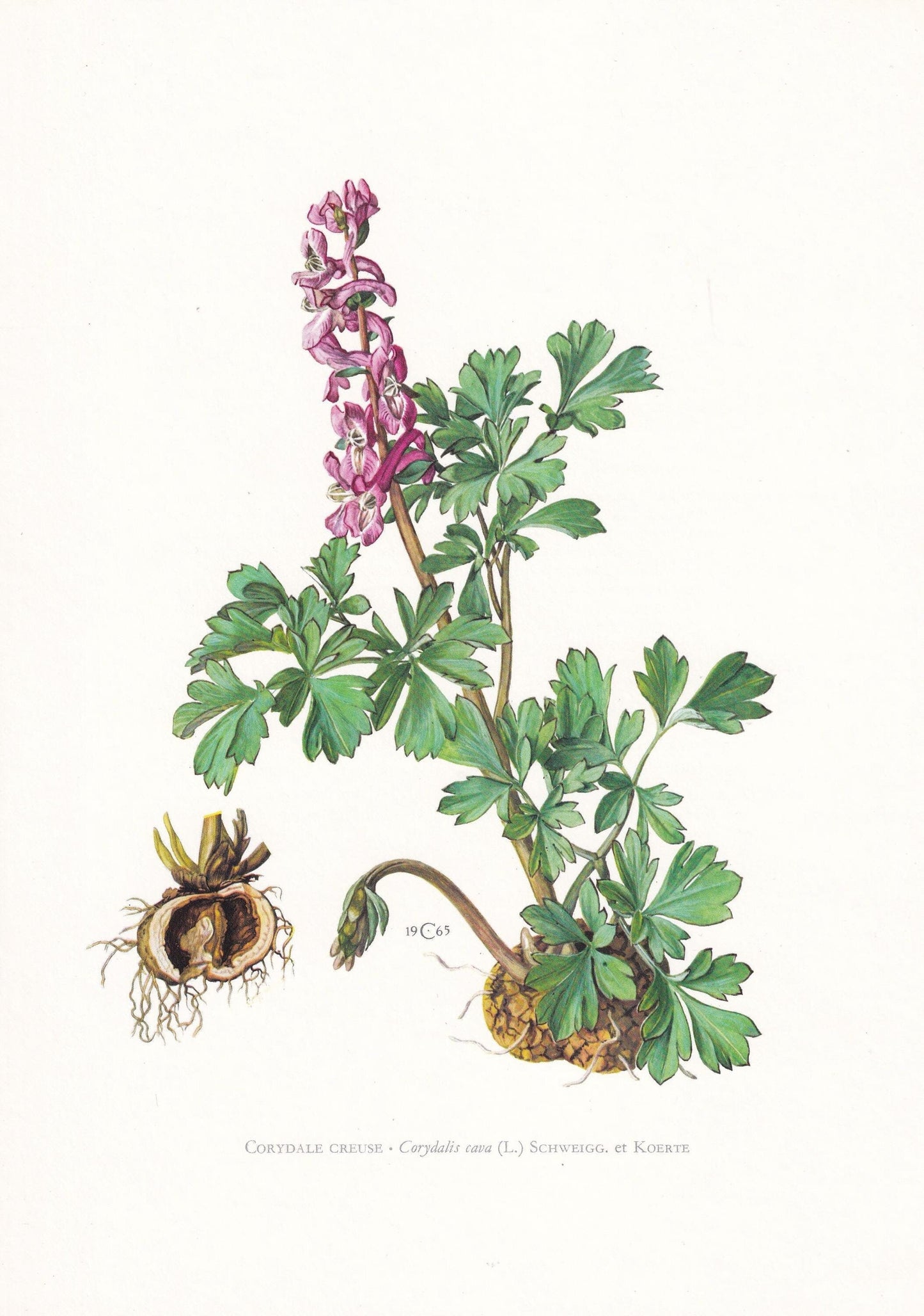 1974 HOLLOWROOT (Cordyalis Cava) Print - Botanical Print - Flower Illustration - Plant Wall Art - Vintage Plant Print - 7.5 x