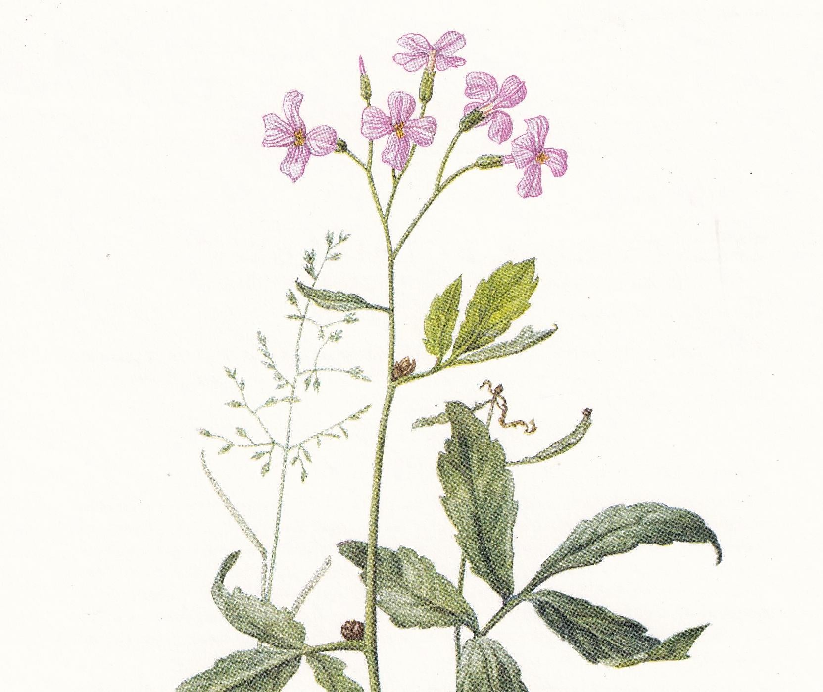 1974 CORALROOT BITTERCRESS Print - Botanical Print - Flower Illustration - Plant Wall Art - Vintage Plant Print - 7.5 x 10.6 