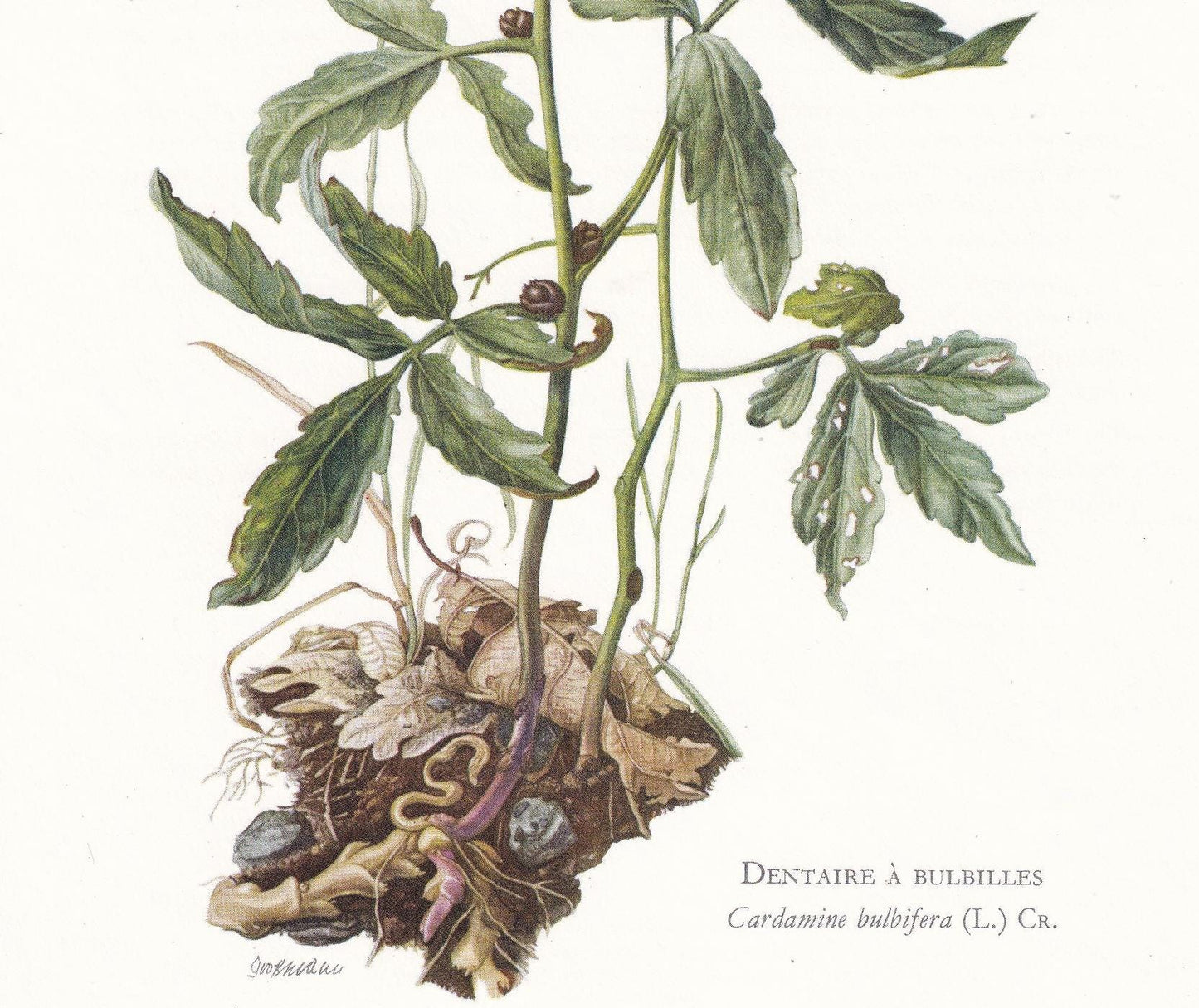 1974 CORALROOT BITTERCRESS Print - Botanical Print - Flower Illustration - Plant Wall Art - Vintage Plant Print - 7.5 x 10.6 