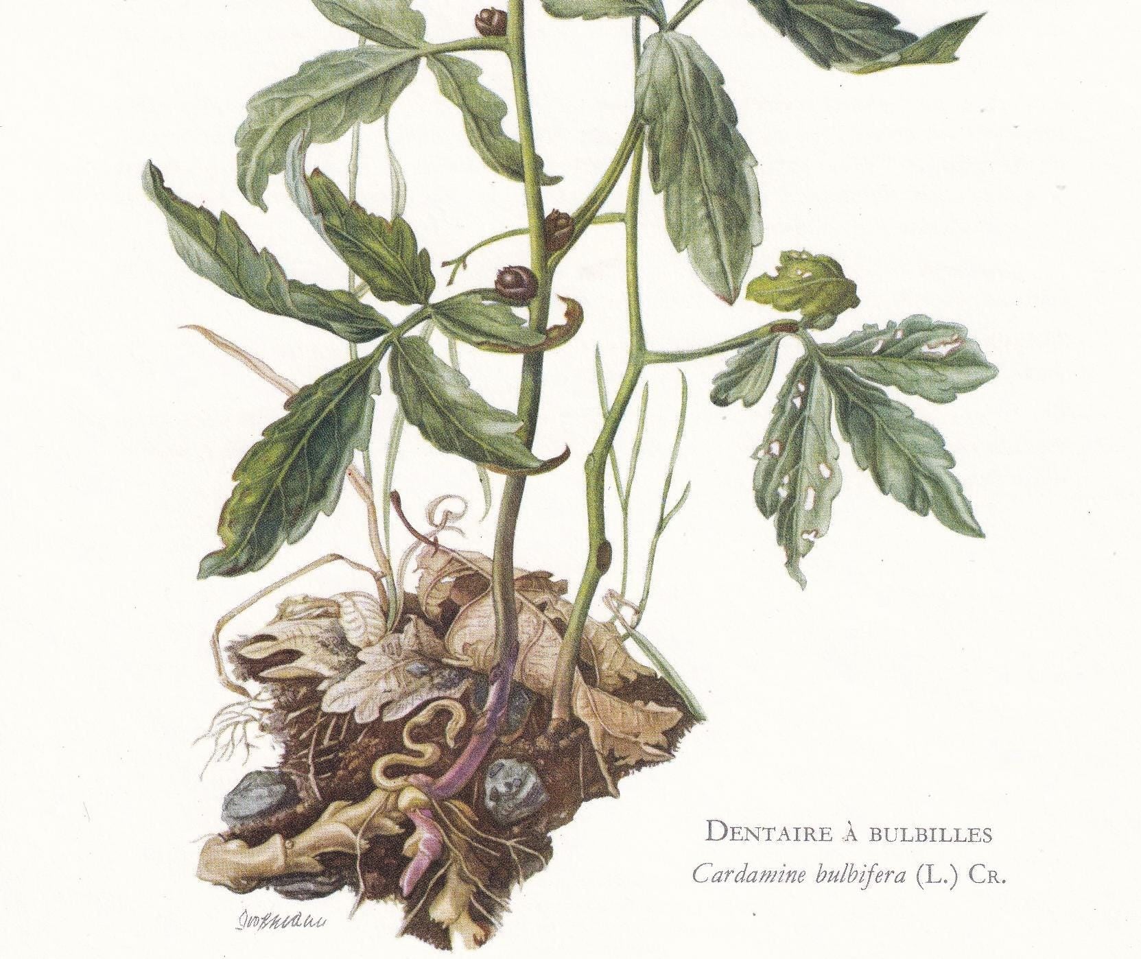 1974 CORALROOT BITTERCRESS Print - Botanical Print - Flower Illustration - Plant Wall Art - Vintage Plant Print - 7.5 x 10.6 