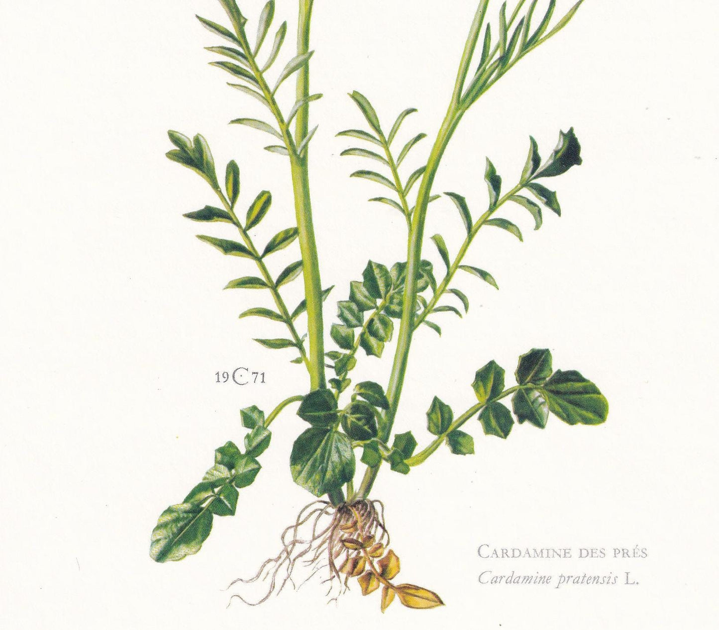 1974 CUCKOO FLOWER Print - Botanical Print - Flower Illustration - Plant Wall Art - Vintage Plant Print - 7.5 x 10.6 Inches