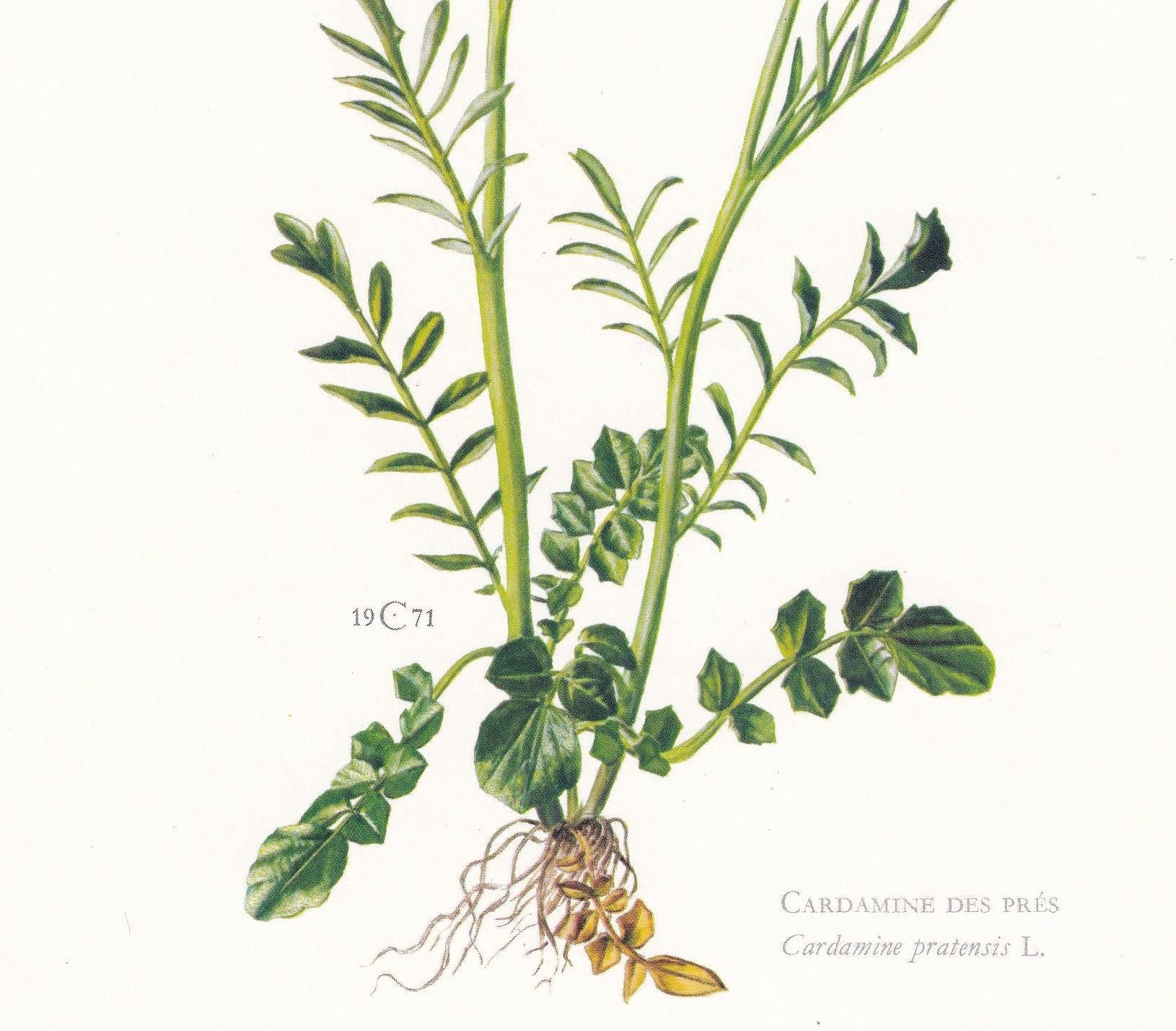 1974 CUCKOO FLOWER Print - Botanical Print - Flower Illustration - Plant Wall Art - Vintage Plant Print - 7.5 x 10.6 Inches