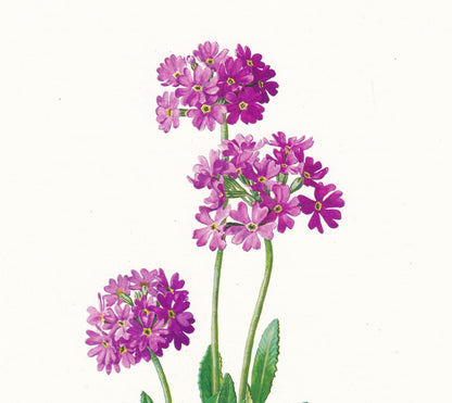 1974 PRIMROSE Flower Print - Botanical Print - Flower Illustration - Plant Wall Art - Vintage Plant Print - 7.5 x 10.6 Inches