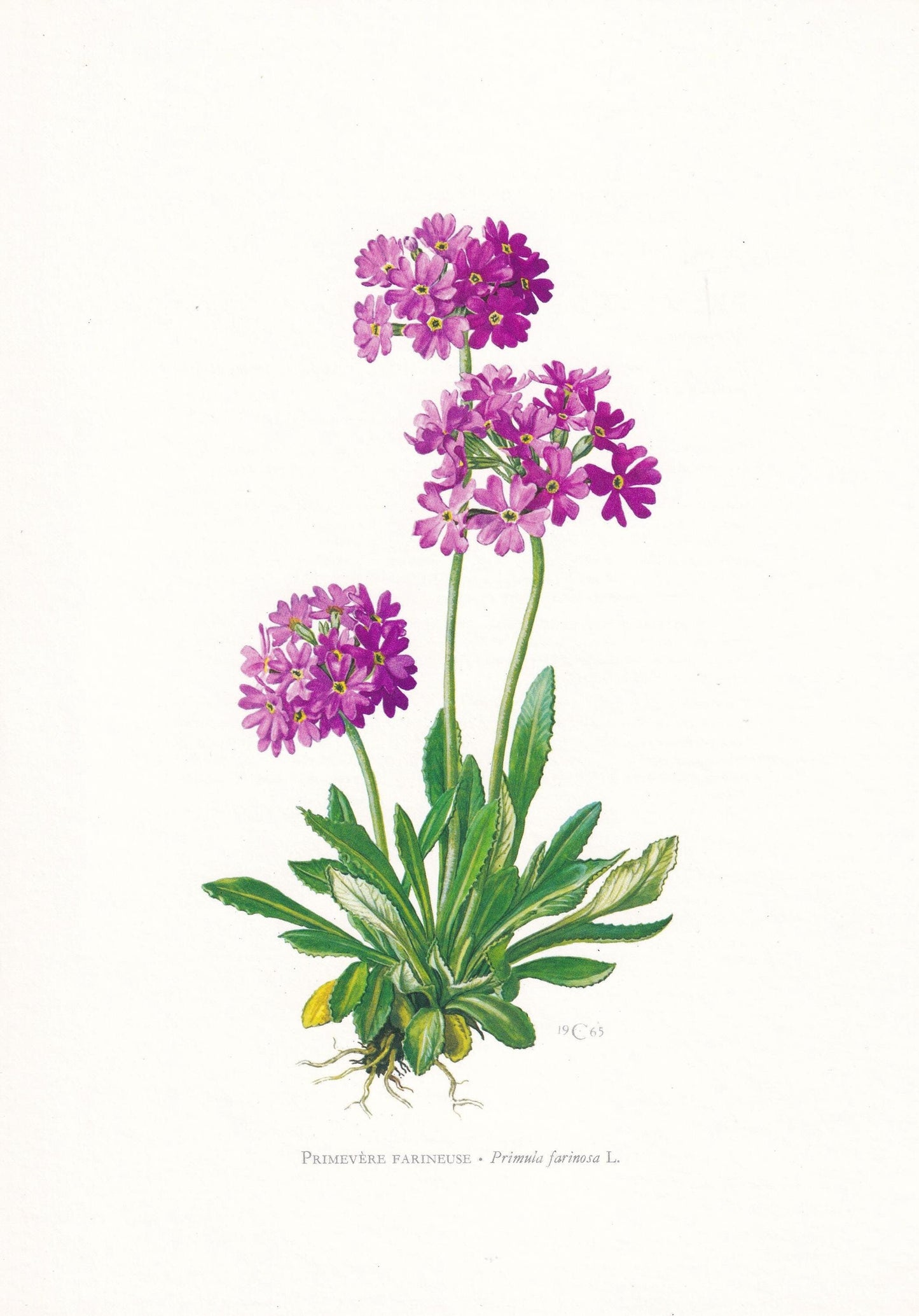 1974 PRIMROSE Flower Print - Botanical Print - Flower Illustration - Plant Wall Art - Vintage Plant Print - 7.5 x 10.6 Inches