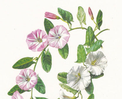 1974 FIELD BINDWEED Flower Print - Botanical Print - Flower Illustration - Plant Wall Art - Vintage Plant Print - 7.5 x 10.6 