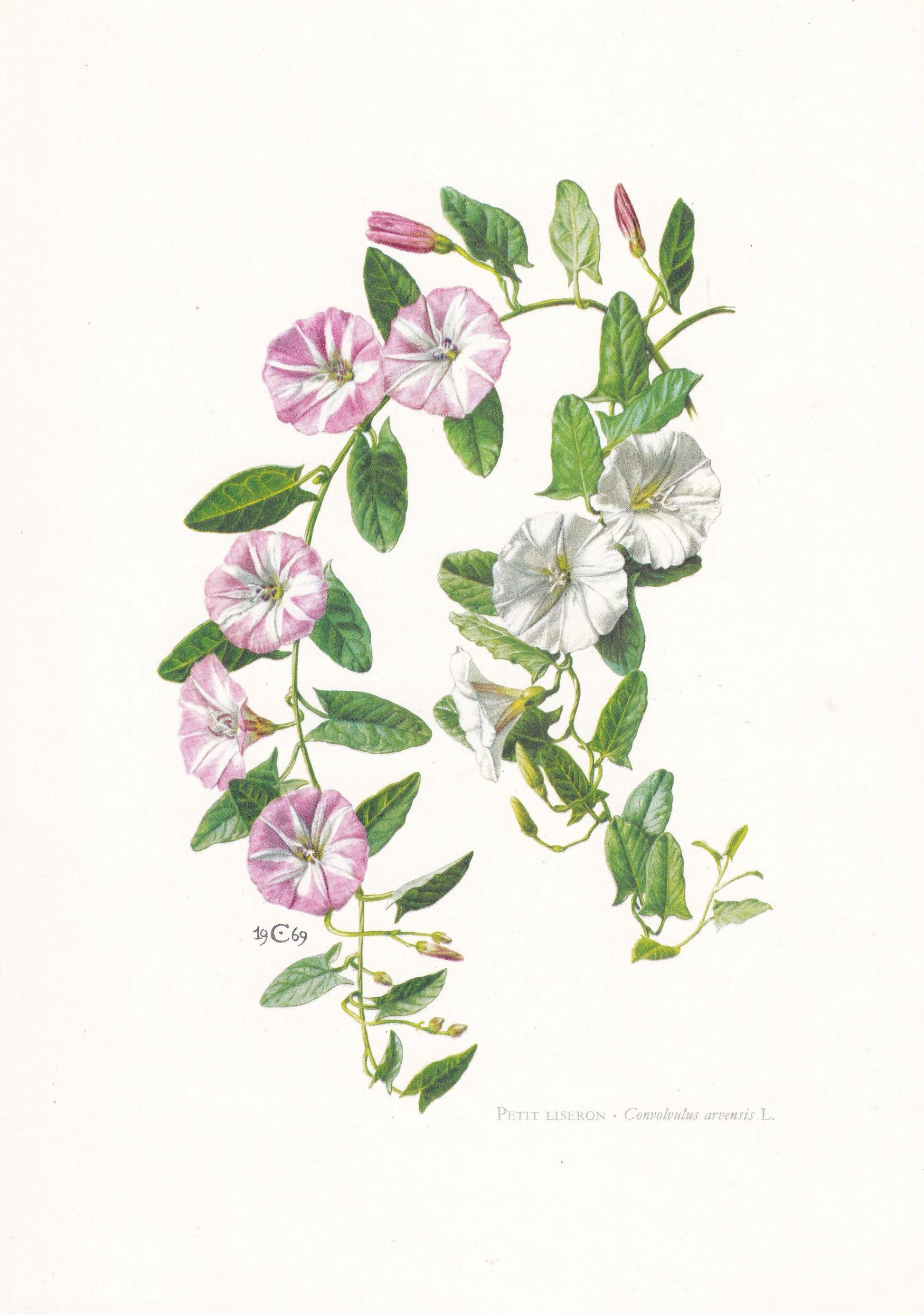 1974 FIELD BINDWEED Flower Print - Botanical Print - Flower Illustration - Plant Wall Art - Vintage Plant Print - 7.5 x 10.6 