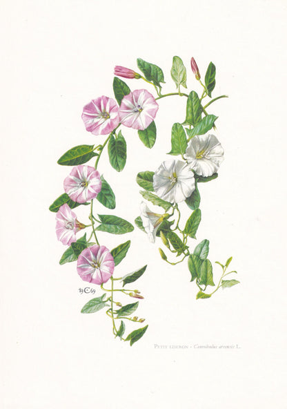 1974 FIELD BINDWEED Flower Print - Botanical Print - Flower Illustration - Plant Wall Art - Vintage Plant Print - 7.5 x 10.6 