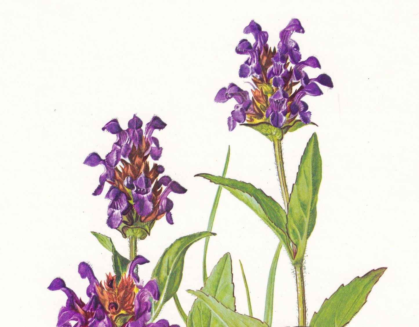1974 LARGE-FLOWERED SELFHEAL Print - Botanical Print - Flower Illustration - Plant Wall Art - Vintage Plant Print - 7.5 x 10.