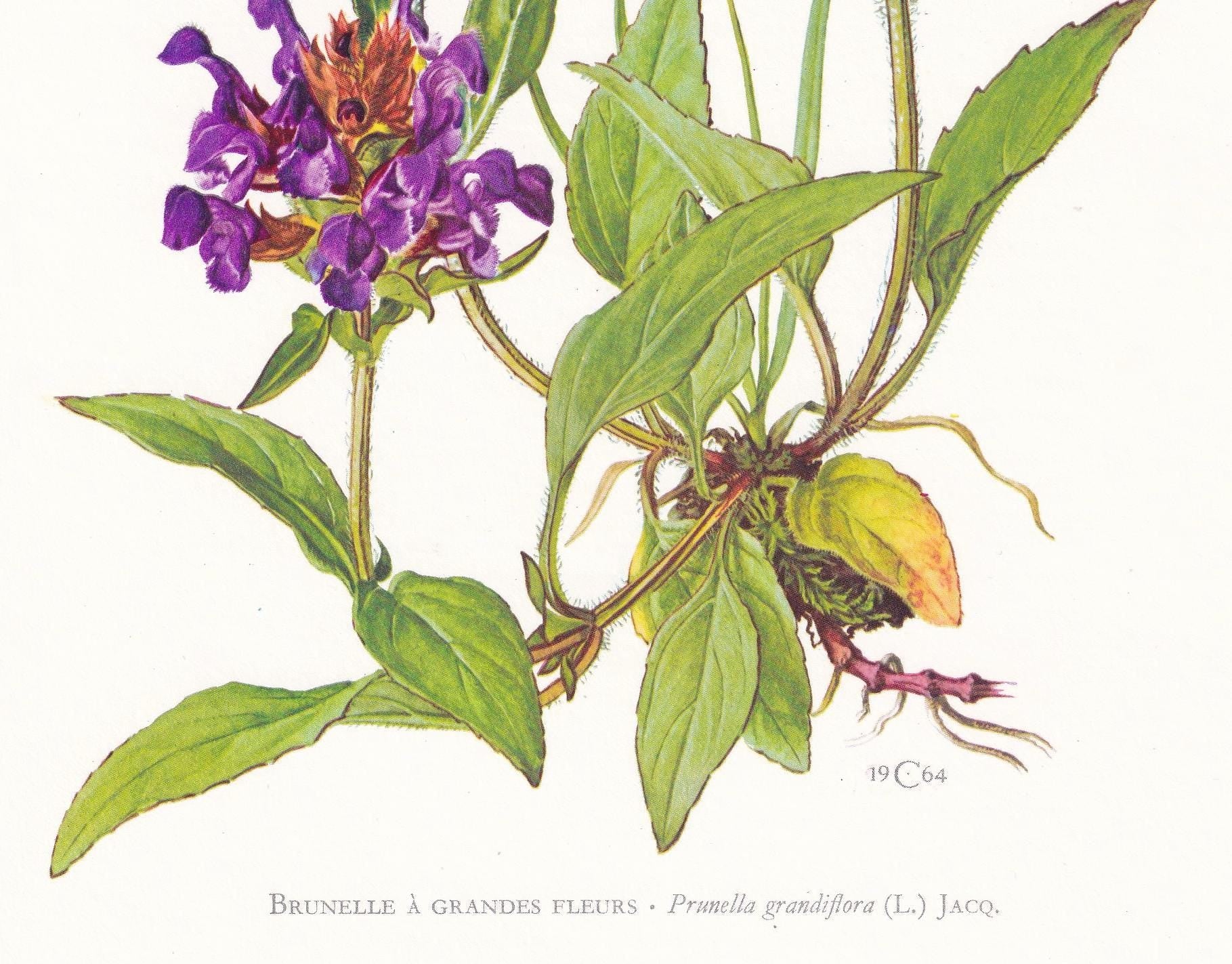 1974 LARGE-FLOWERED SELFHEAL Print - Botanical Print - Flower Illustration - Plant Wall Art - Vintage Plant Print - 7.5 x 10.