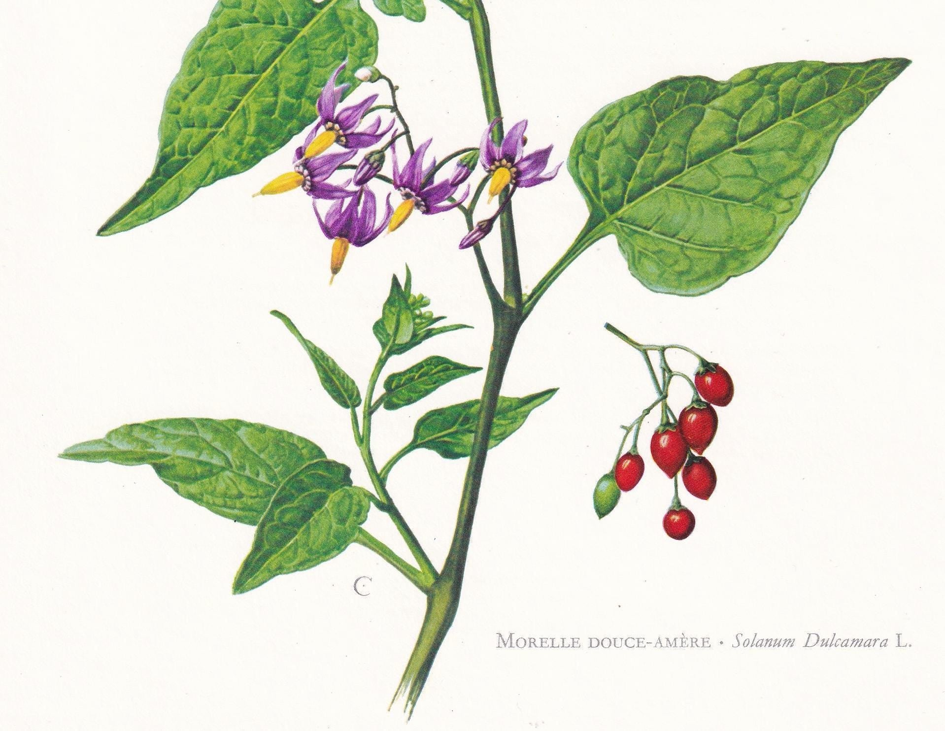 1974 BITTERSWEET NIGHTSHADE Flower Print - Botanical Print - Flower Illustration - Plant Wall Art - Vintage Plant Print - 7.5