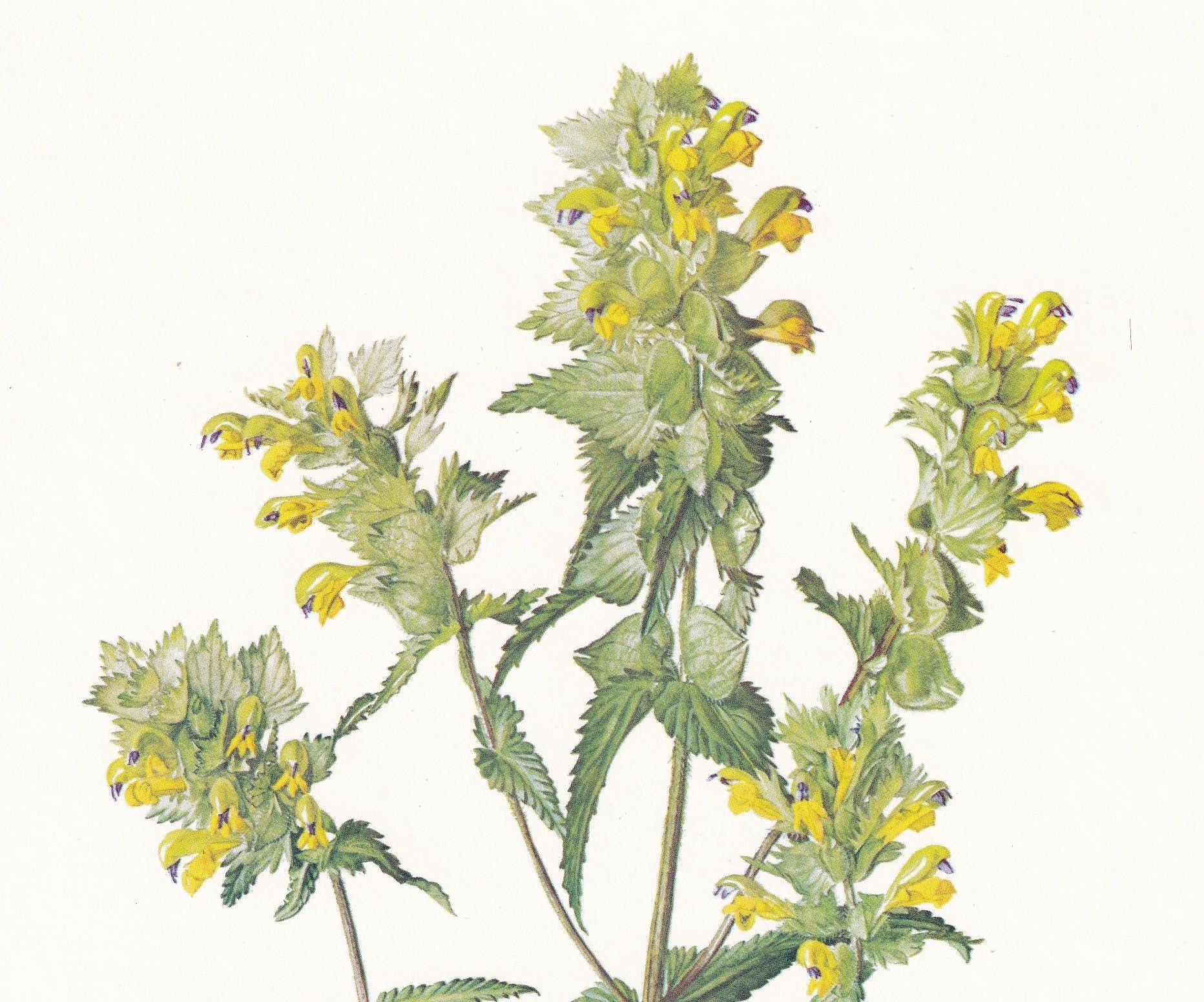 1974 YELLOW-RATTLE Plant Print - Botanical Print - Flower Illustration - Plant Wall Art - Vintage Plant Print - 7.5 x 10.6 In