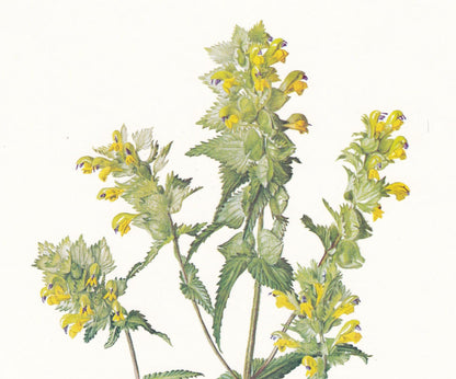 1974 YELLOW-RATTLE Plant Print - Botanical Print - Flower Illustration - Plant Wall Art - Vintage Plant Print - 7.5 x 10.6 In