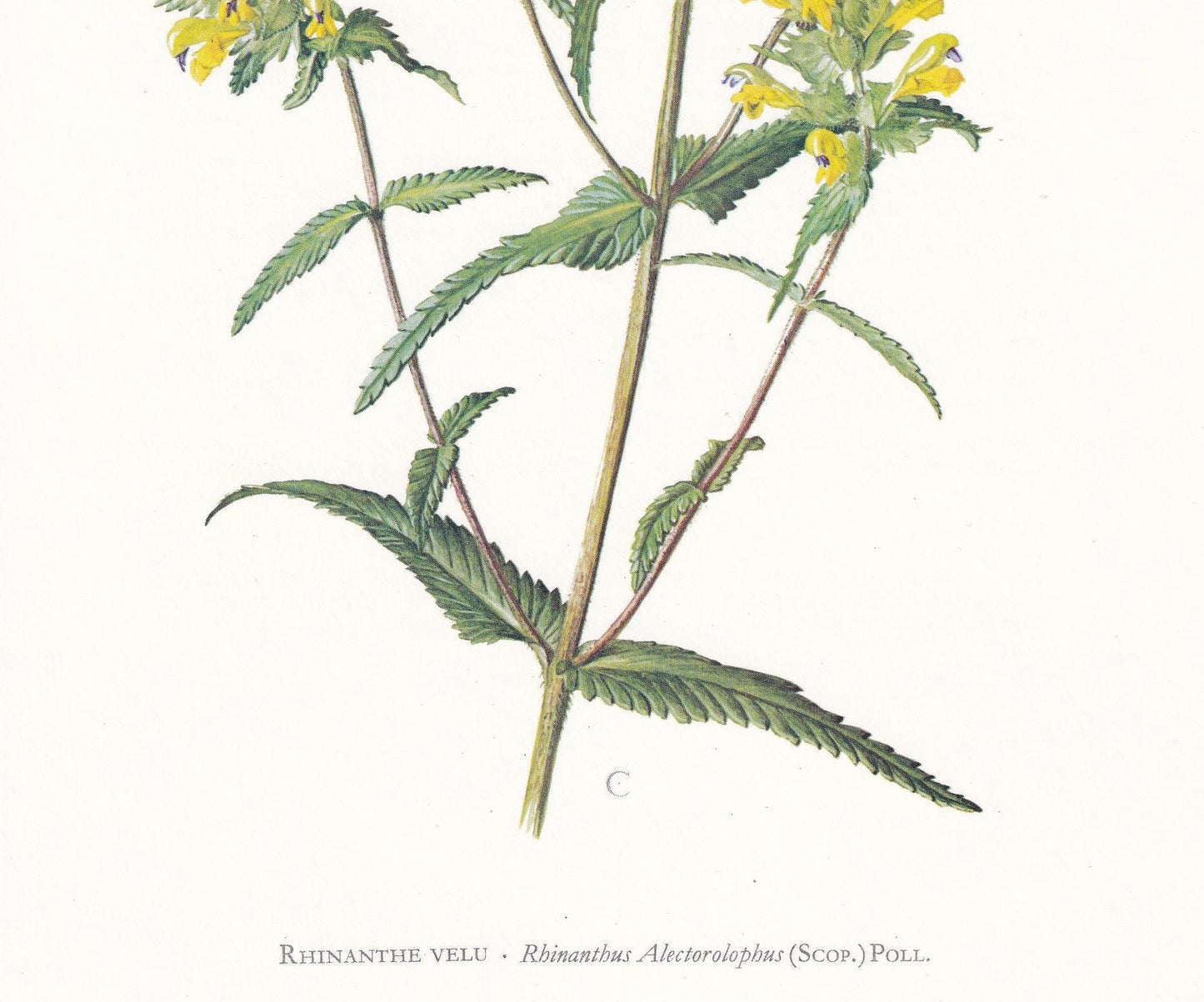 1974 YELLOW-RATTLE Plant Print - Botanical Print - Flower Illustration - Plant Wall Art - Vintage Plant Print - 7.5 x 10.6 In