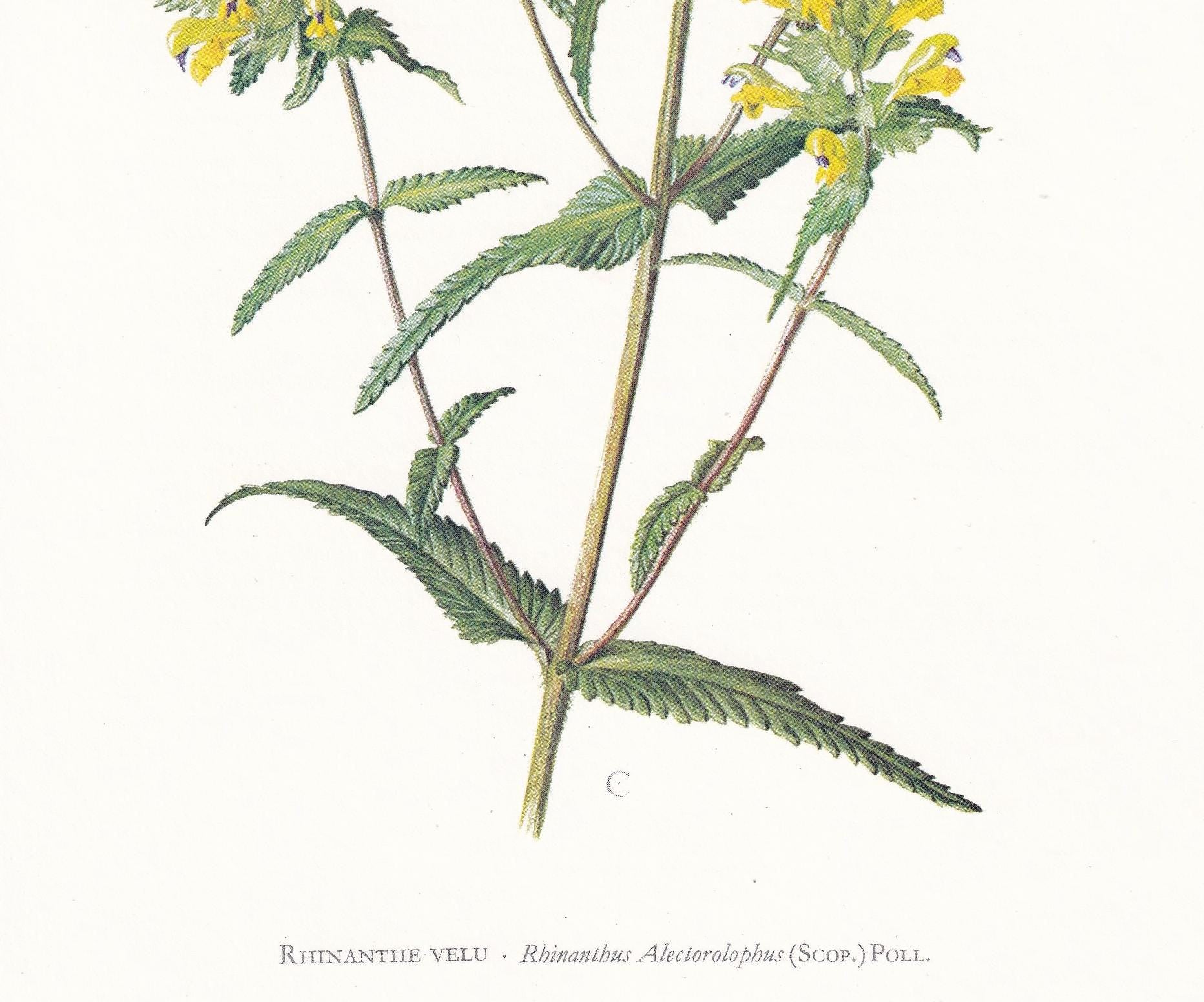 1974 YELLOW-RATTLE Plant Print - Botanical Print - Flower Illustration - Plant Wall Art - Vintage Plant Print - 7.5 x 10.6 In