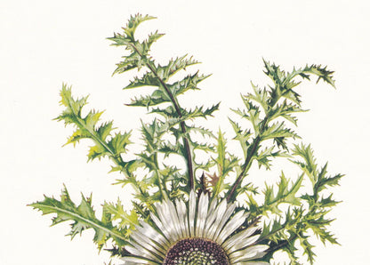 1974 STEMLESS CARLINE THISTLE Print - Botanical Print - Flower Illustration - Plant Wall Art - Vintage Plant Print - 7.5 x 10.6 Inches