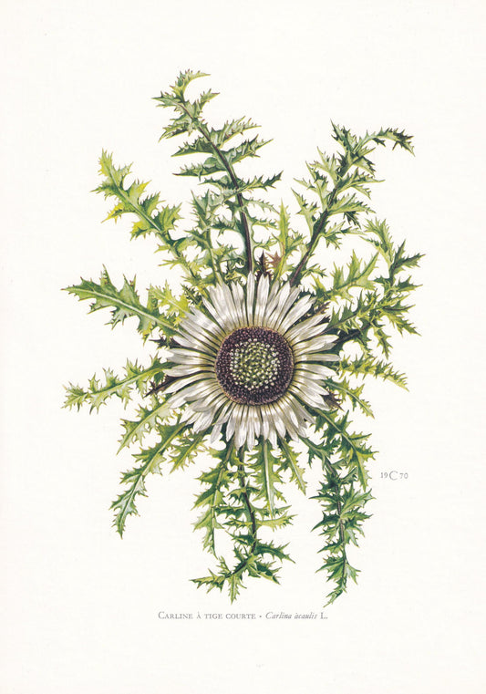 1974 STEMLESS CARLINE THISTLE Print - Botanical Print - Flower Illustration - Plant Wall Art - Vintage Plant Print - 7.5 x 10.6 Inches