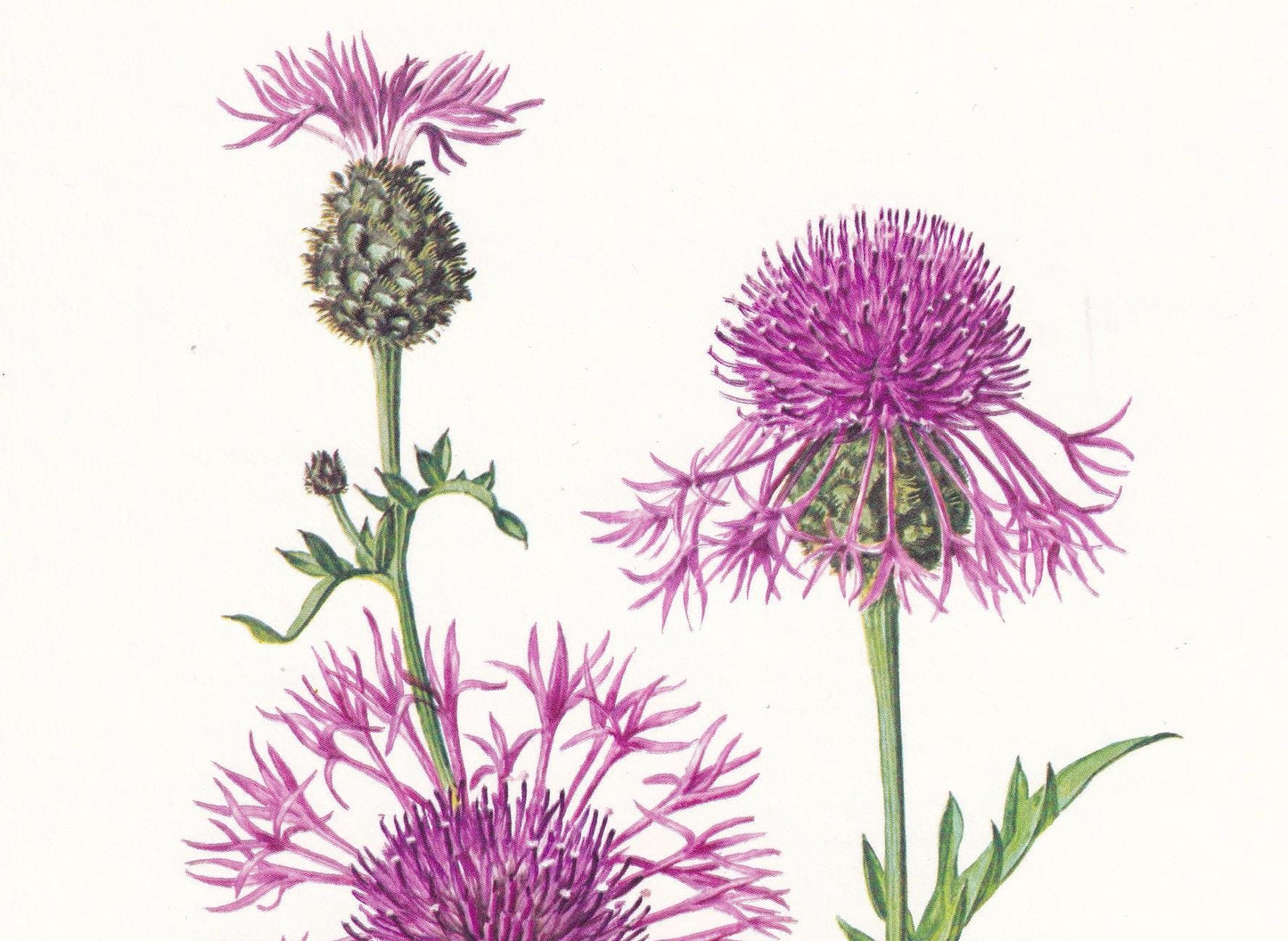 1974 GREATER KNAPWEED Flower Print - Botanical Print - Flower Illustration - Plant Wall Art - Vintage Plant Print - 7.5 x 10.
