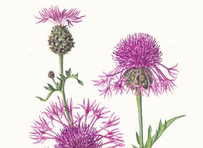 1974 GREATER KNAPWEED Flower Print - Botanical Print - Flower Illustration - Plant Wall Art - Vintage Plant Print - 7.5 x 10.