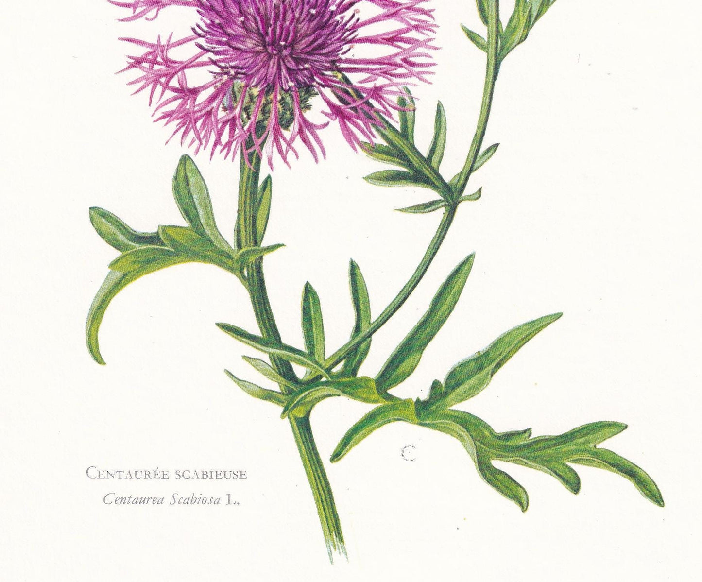 1974 GREATER KNAPWEED Flower Print - Botanical Print - Flower Illustration - Plant Wall Art - Vintage Plant Print - 7.5 x 10.