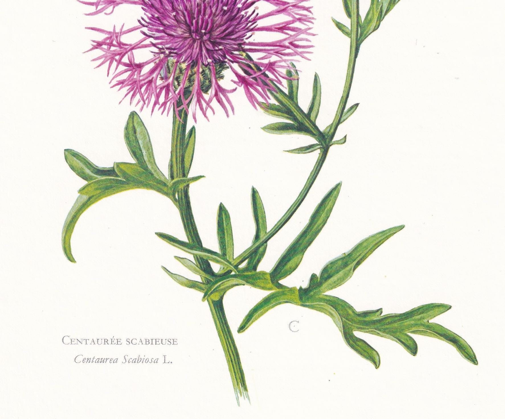 1974 GREATER KNAPWEED Flower Print - Botanical Print - Flower Illustration - Plant Wall Art - Vintage Plant Print - 7.5 x 10.