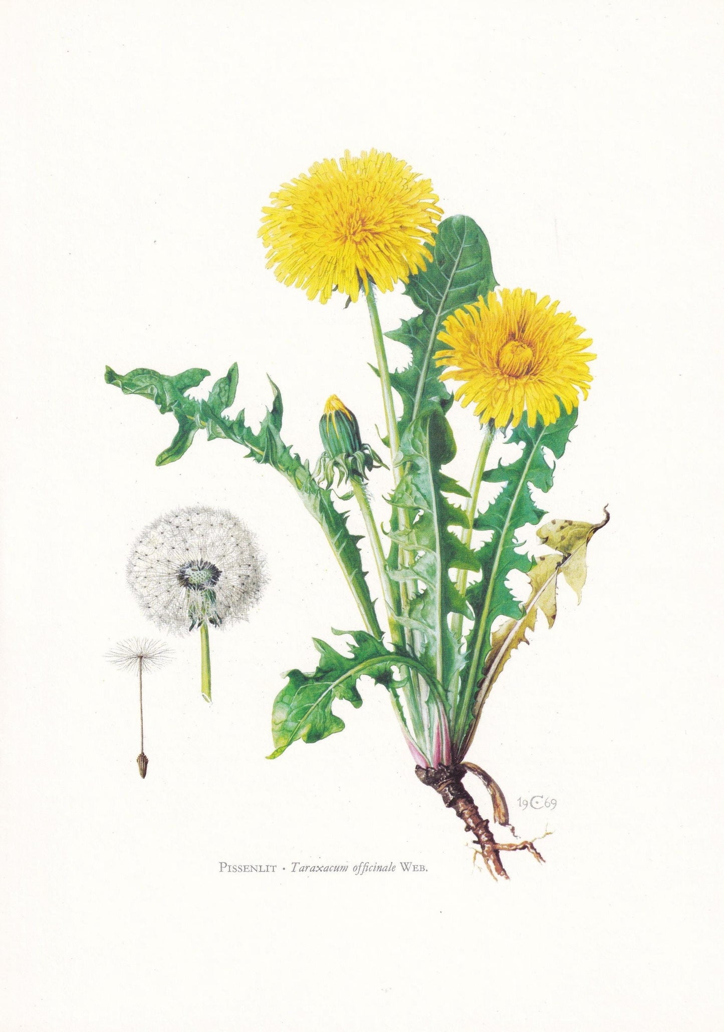 1974 DANDELION Flower Print - Botanical Print - Flower Illustration - Plant Wall Art - Vintage Plant Print - 7.5 x 10.6 Inche