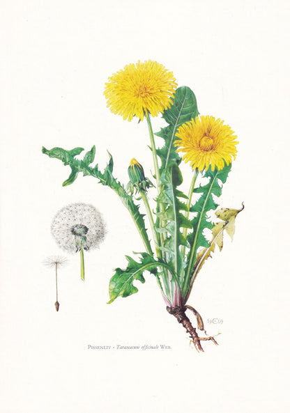 1974 DANDELION Flower Print - Botanical Print - Flower Illustration - Plant Wall Art - Vintage Plant Print - 7.5 x 10.6 Inche