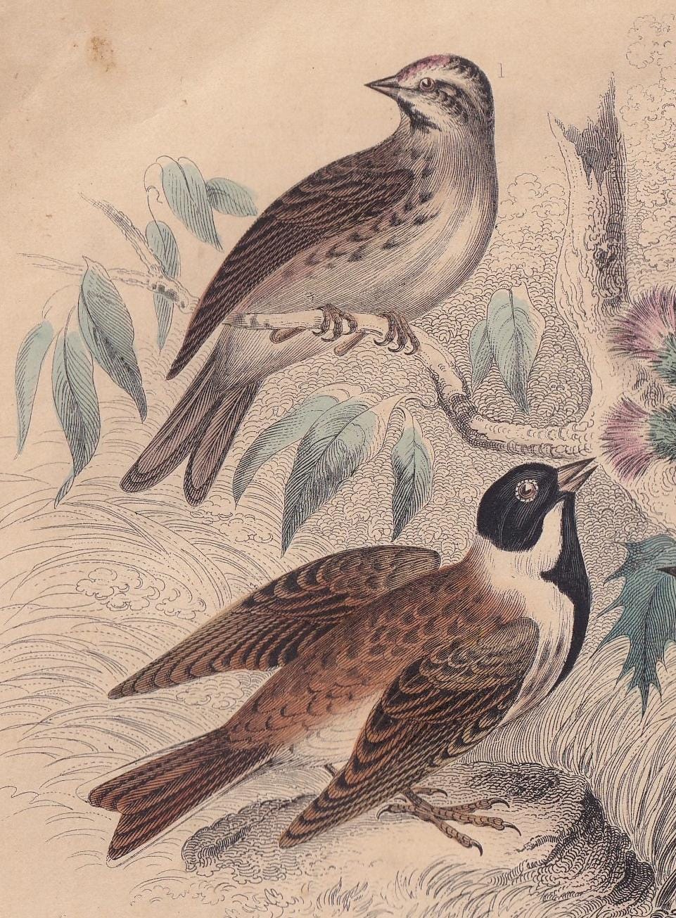 1859 REDPOLL, GOLDFINCH, WREN, Bunting & Siskin Print - Hand-Coloured - Bird Wall Art - Antique Bird Print - Bird Decor - 9.5 x 6.5 Inches