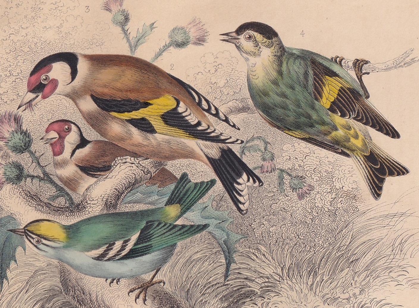 1859 REDPOLL, GOLDFINCH, WREN, Bunting & Siskin Print - Hand-Coloured - Bird Wall Art - Antique Bird Print - Bird Decor - 9.5