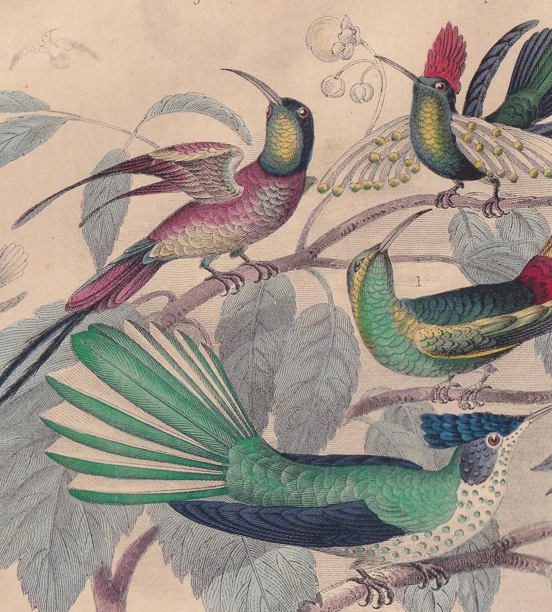 1859 HUMMINGBIRDS Print - Original Antique Hand-Coloured Engraving - Bird Wall Art - Antique Bird Print - Bird Decor - 9.5 x 
