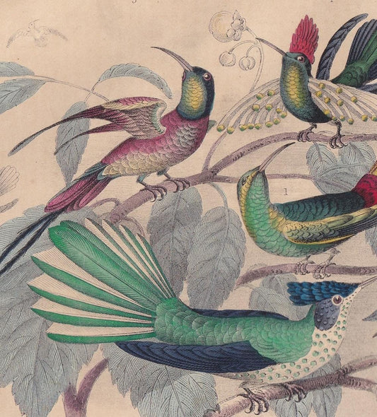 1859 HUMMINGBIRDS Print - Original Antique Hand-Coloured Engraving - Bird Wall Art - Antique Bird Print - Bird Decor - 9.5 x 