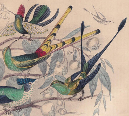 1859 HUMMINGBIRDS Print - Original Antique Hand-Coloured Engraving - Bird Wall Art - Antique Bird Print - Bird Decor - 9.5 x 