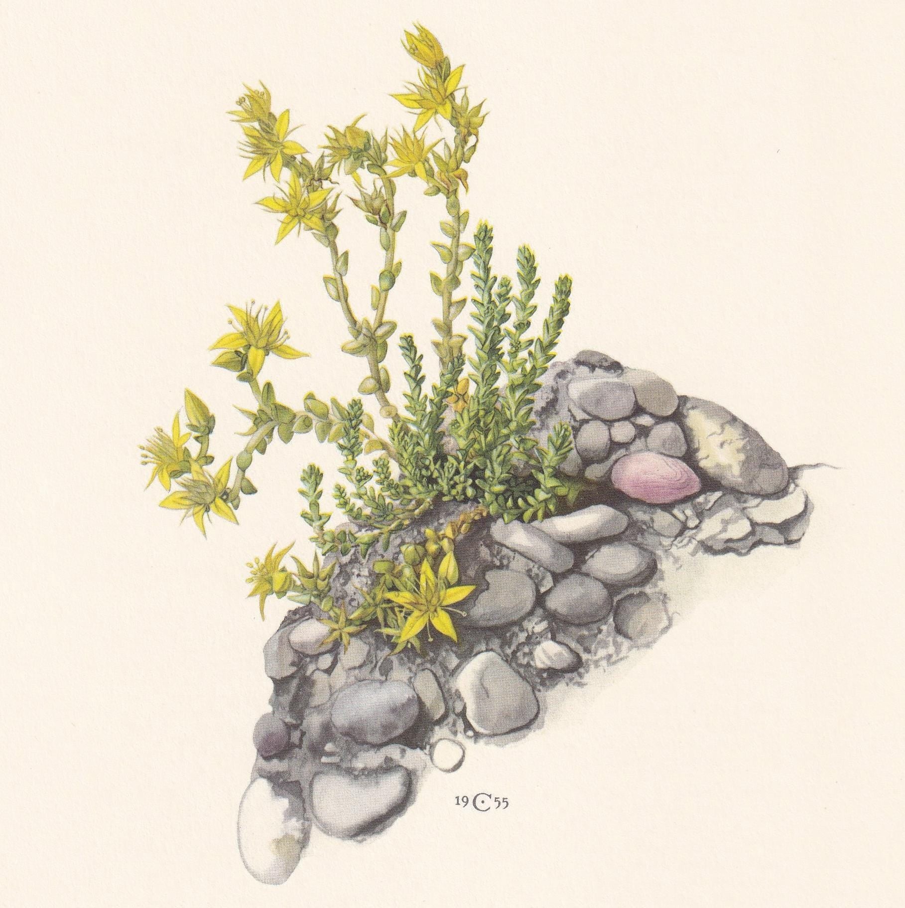 1960 COMMON STONECROP Flower Print - Botanical Print - Botanical Illustration - Plant Wall Art - Vintage Plant Print - 7.5 x 